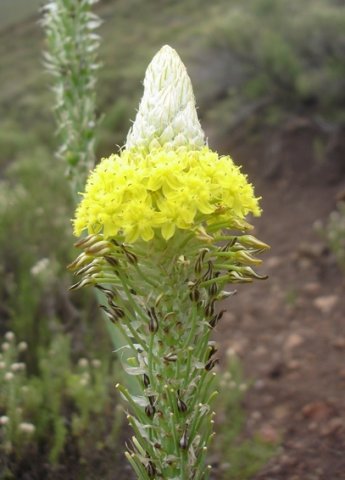 Bulbine narcissifolia farewell to flowers